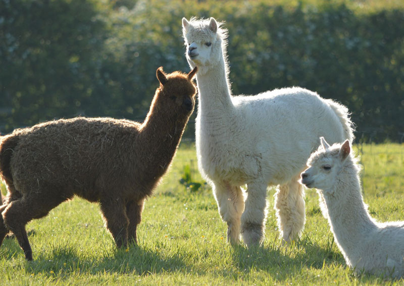 Llamas & Alpacas